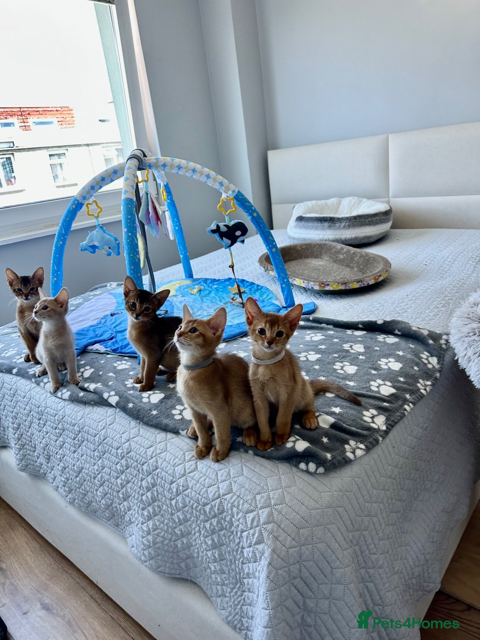 Abyssinian cats Abyssinian kittens  - Advert 2