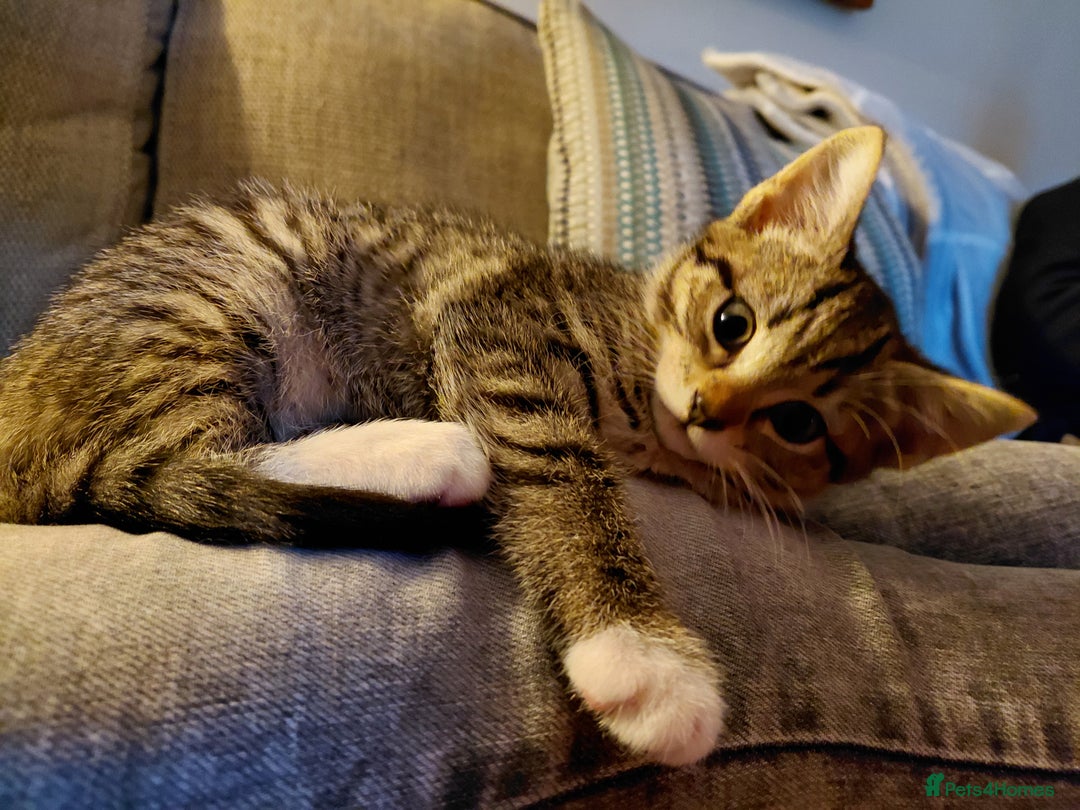 Maine Coon cats for sale: Half Maine Coon - Advert 3