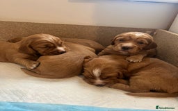 Cocker Spaniel dogs for stud: Pedigree stud   in Gloucester - Image 17