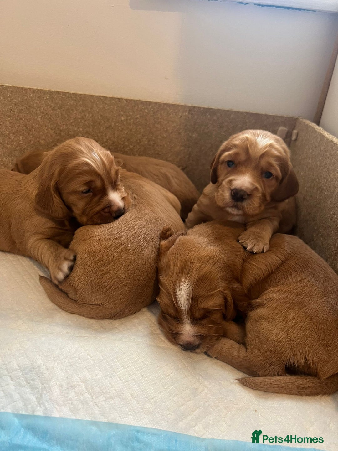Cocker Spaniel dogs for stud: Pedigree stud   in Gloucester - Image 17
