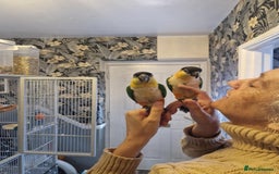 Parrots birds for sale: Caiques  - Image 7