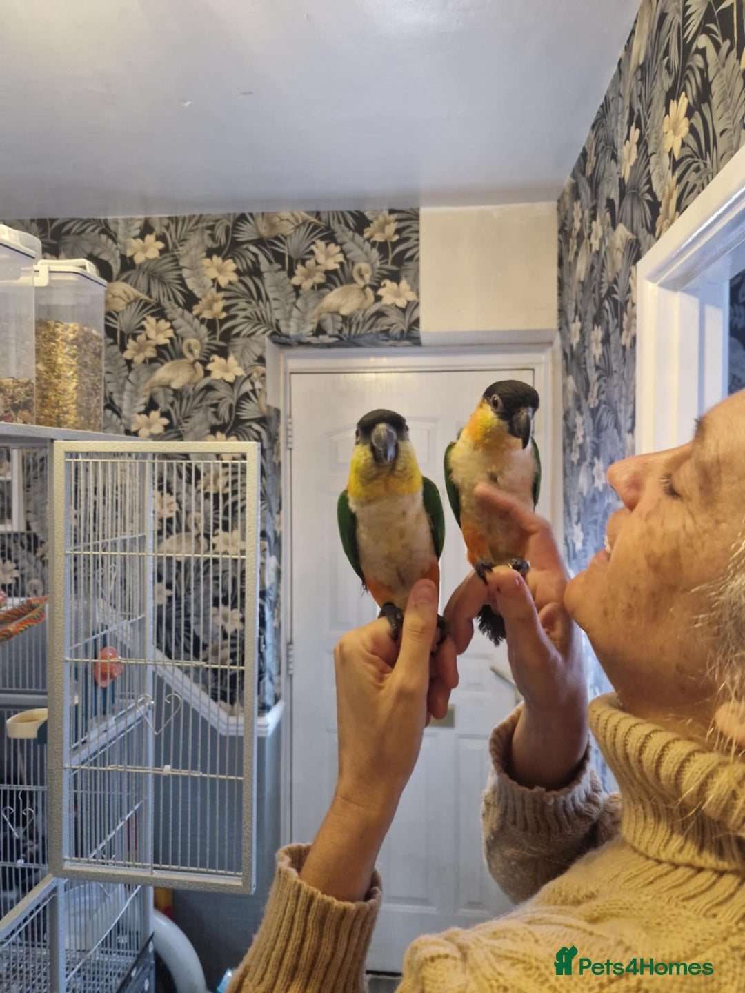 Parrots birds for sale: Caiques  - Image 7