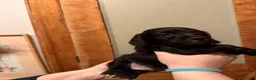 Mixed Breed dogs for sale: Sprockerpoo  - Advert 3