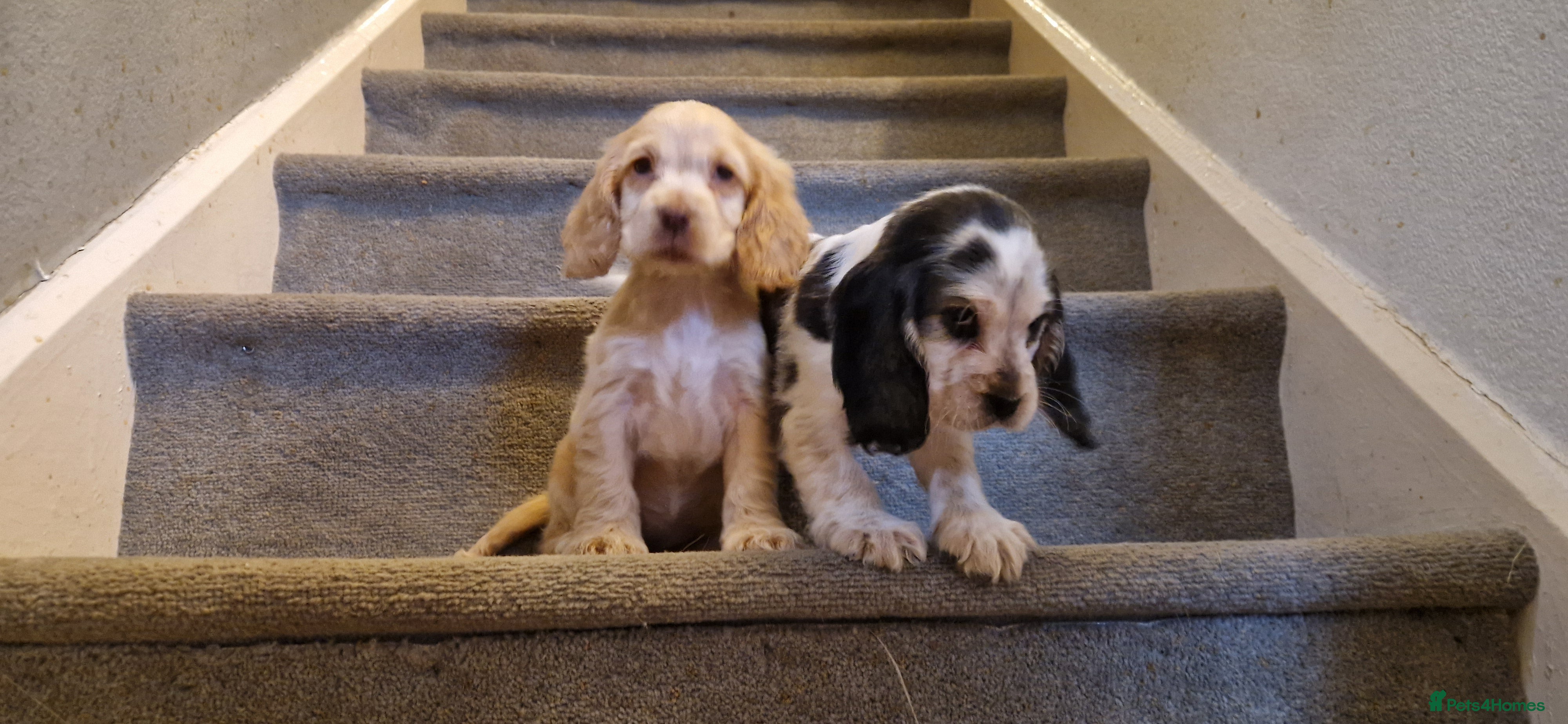 Cocker Spaniel dogs gorgeous cocker-spaniel puppies  - Advert 13