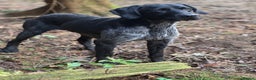 German Wirehaired Pointer dogs for stud: Black ticked GWP standing at Stud in Harrogate - Advert 18