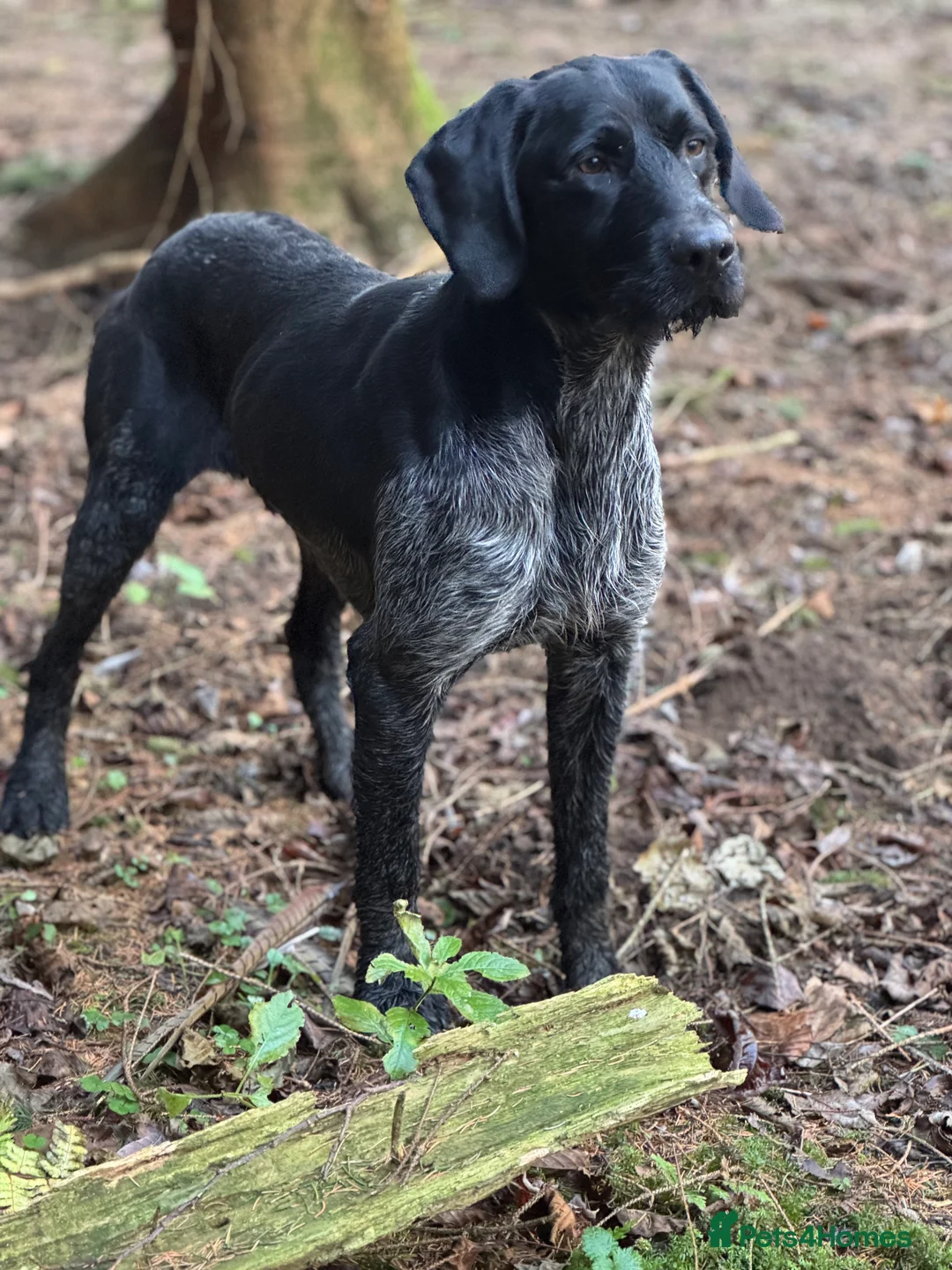 German Wirehaired Pointer dogs for stud: Black ticked GWP standing at Stud in Harrogate - Advert 18