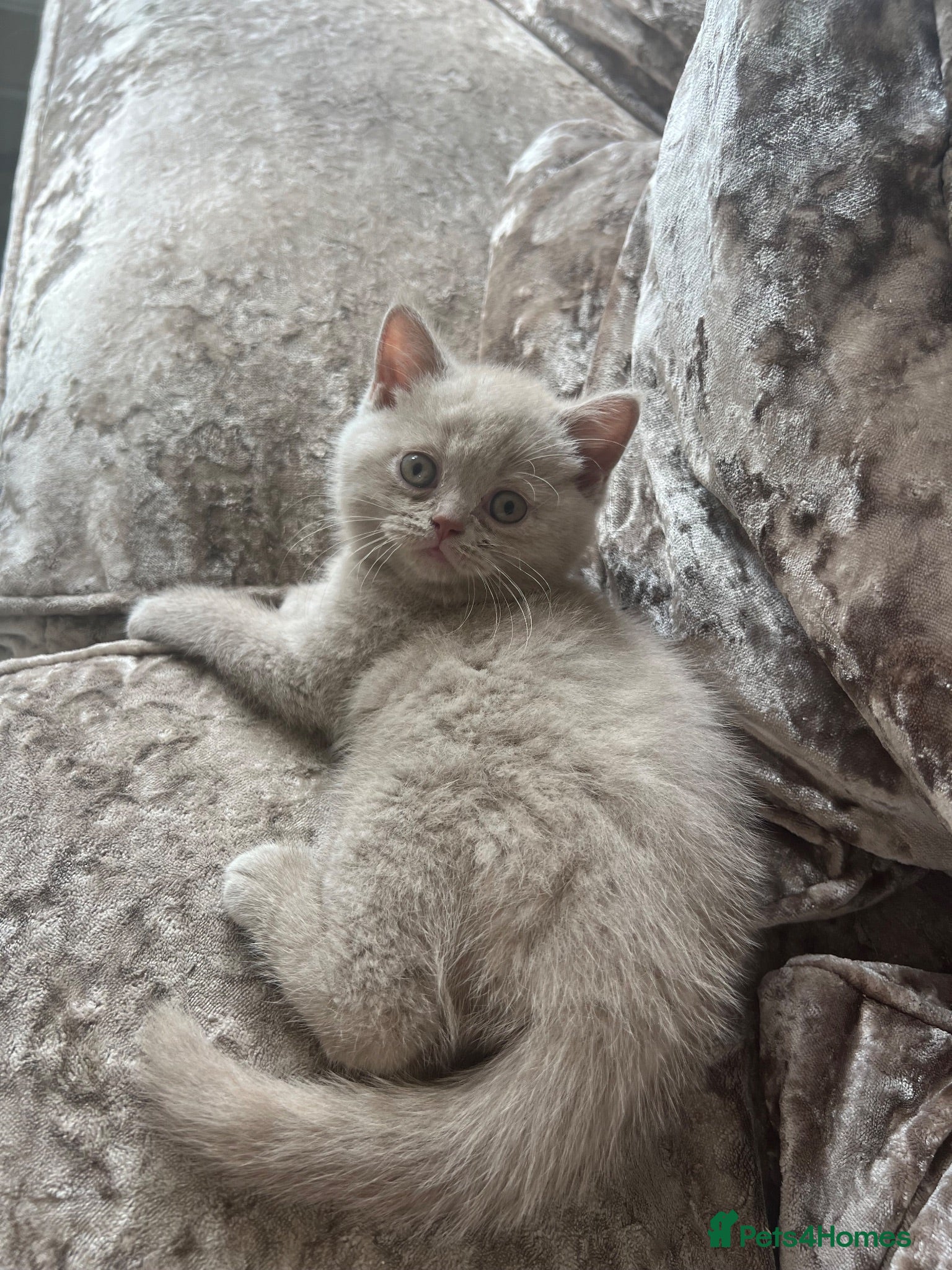 British Shorthair cats Gccf British short hairs 🥇 - Advert 2