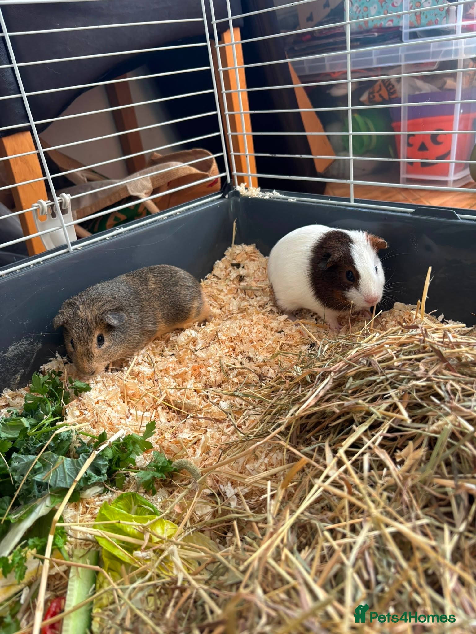 Guinea Pig rodents Baby Boy Guinea Pigs - Advert 1