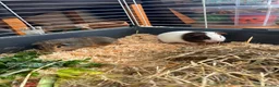 Guinea Pig rodents for sale: Baby Boy Guinea Pigs - Advert 1