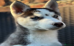 Siberian Husky dogs for sale: Siberian husky puppies - Image 1