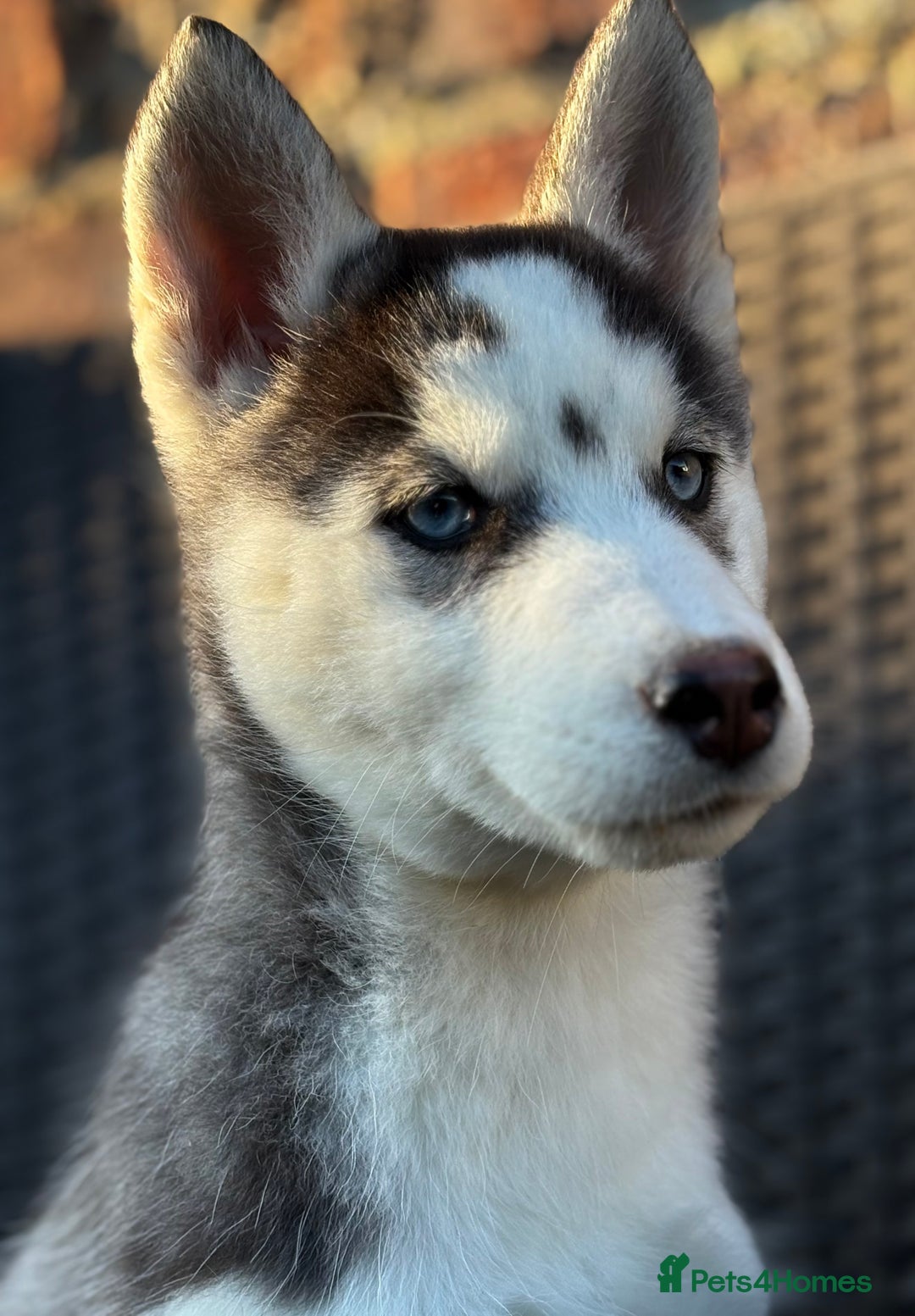 Siberian Husky dogs for sale: Siberian husky puppies - Image 1