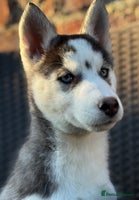 Siberian Husky dogs - Advert 16