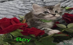 Maine Coon cats for sale: 1 Maine Coon kitten boy. - Image 6