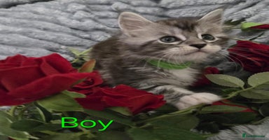 Maine Coon cats - Advert 2