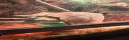 Turtle reptiles for sale: Two musk turtles  - Advert 7