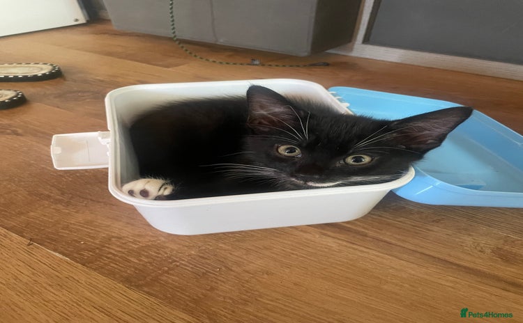 Mixed Breed cats in Benfleet - Advert 12