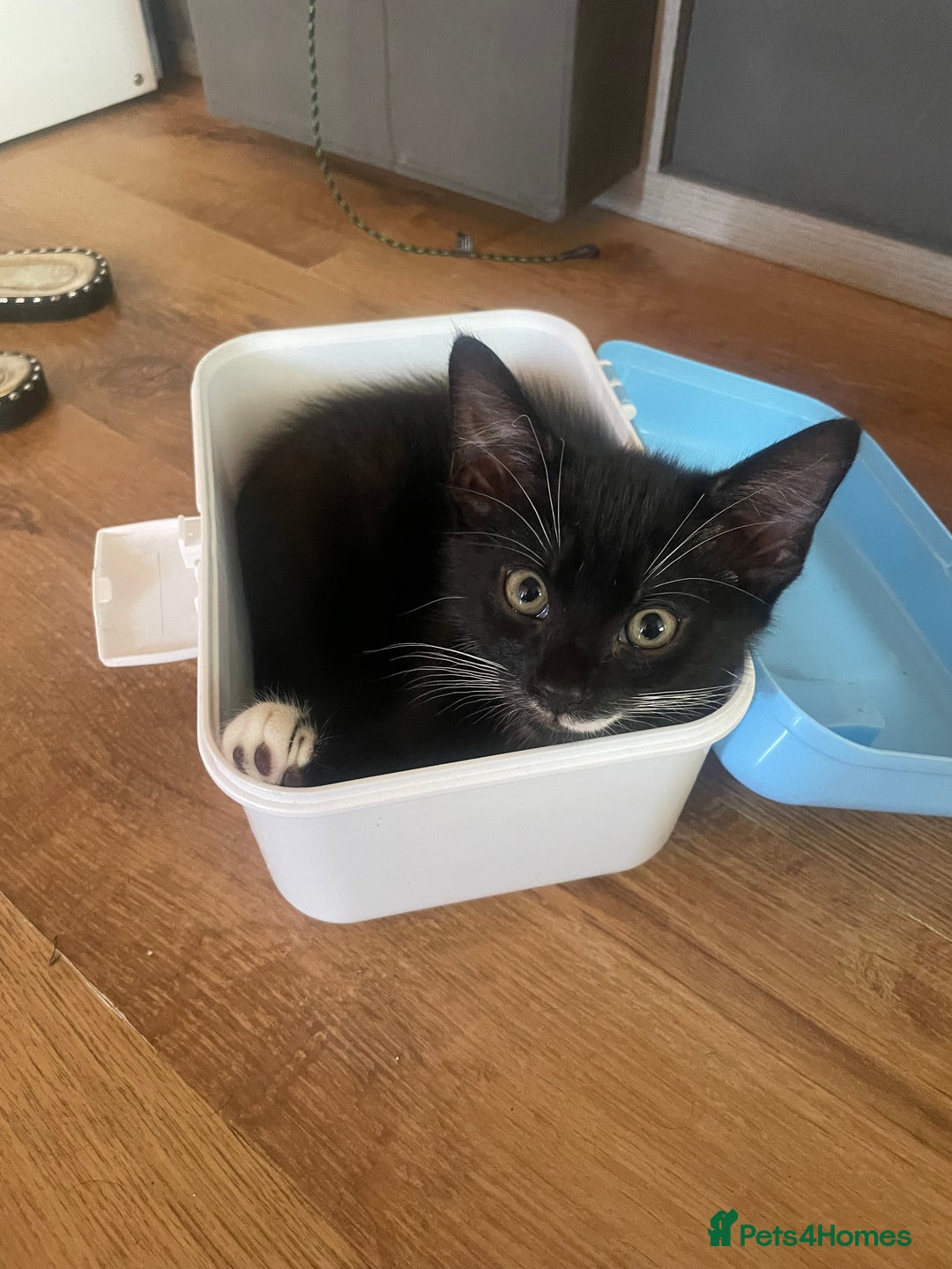 Mixed Breed cats for sale: Last gorgeous kitten ready now  in Benfleet - Image 1