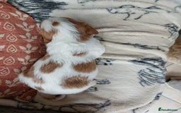 Cavalier King Charles Spaniel dogs for sale: Outstanding Cavalier King Charles Puppies  - Image 16