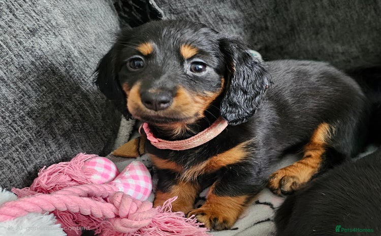 Dachshund dogs - Advert 15