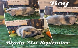 Mini Lop rabbits for sale: Stunning mini lop kits.  - Image 1