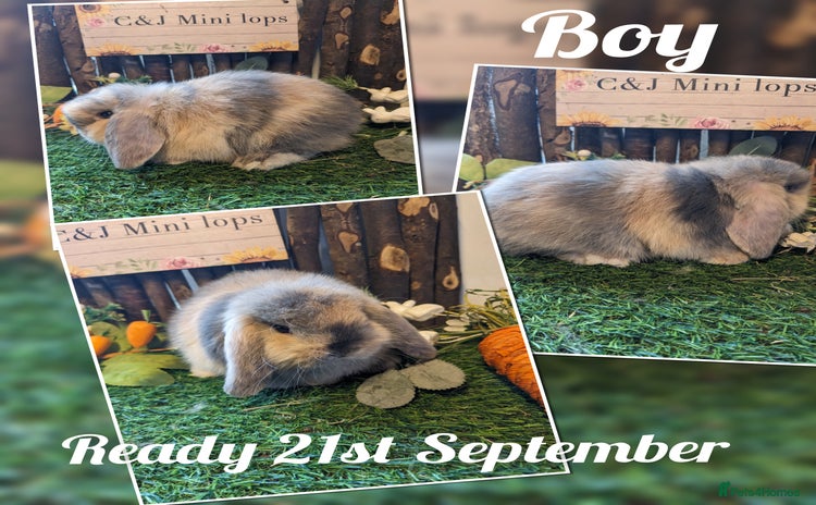 Mini Lop rabbits - Advert 15