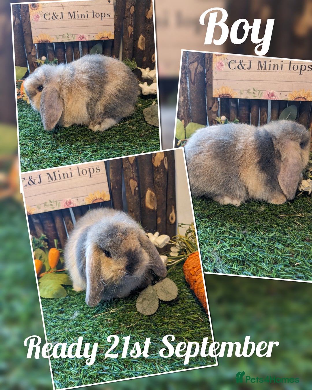 Mini Lop rabbits for sale: Stunning mini lop kits.  - Image 1