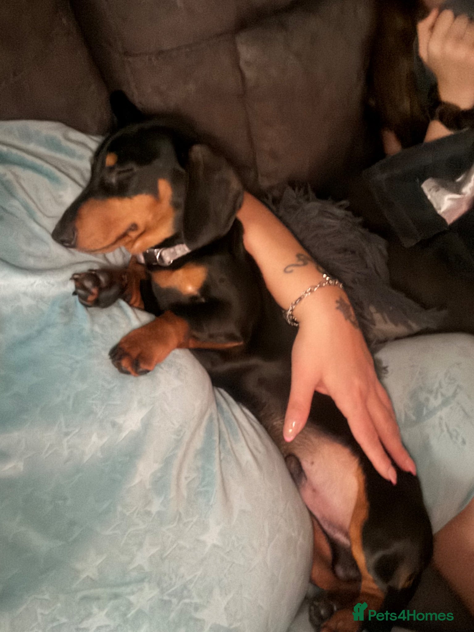 Miniature Dachshund dogs for sale: Miniature Dachshund  in Telford - Advert 5