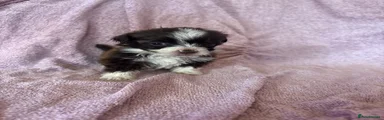 Havanese 5