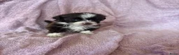 Havanese dogs for sale: Gorgeous litter of Havanese puppies. - Advert 31