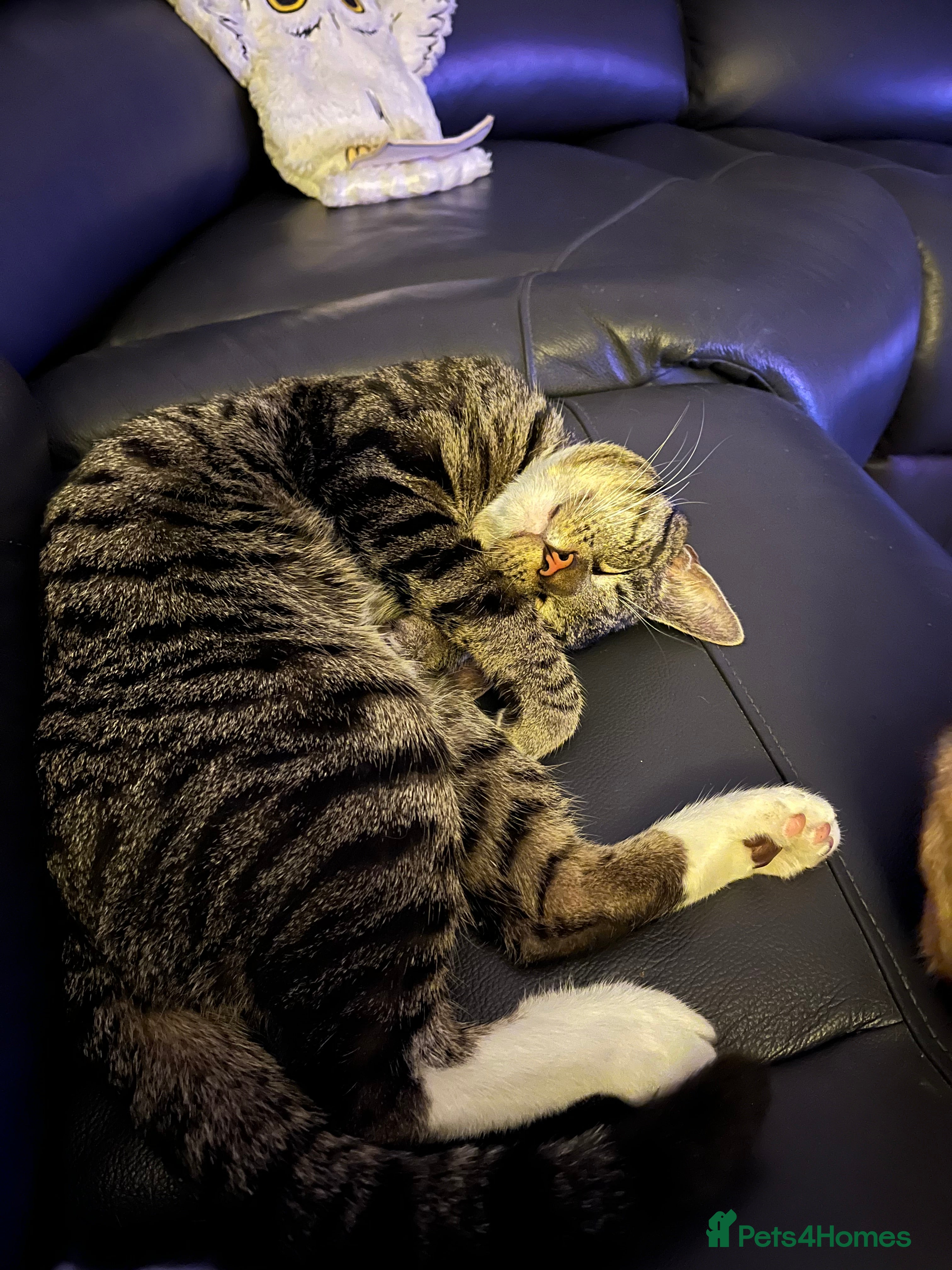 British Shorthair cats Harry  - Advert 4