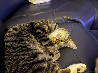 British Shorthair cats Harry - Advert 1