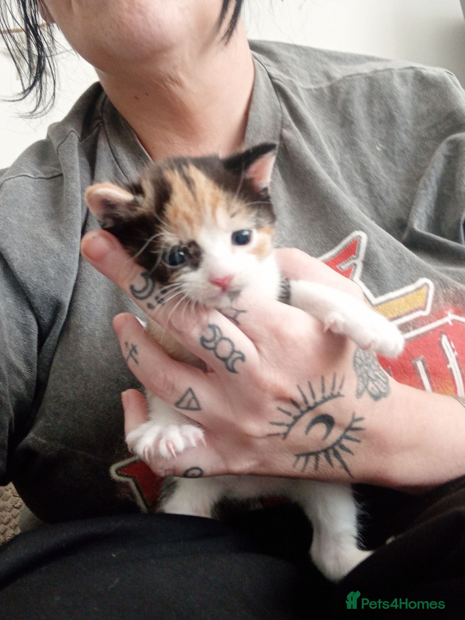 Mixed Breed cats Rare female kittens - Advert 2