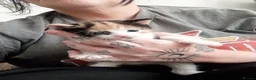 Mixed Breed cats for adoption: female kittens - Advert 5