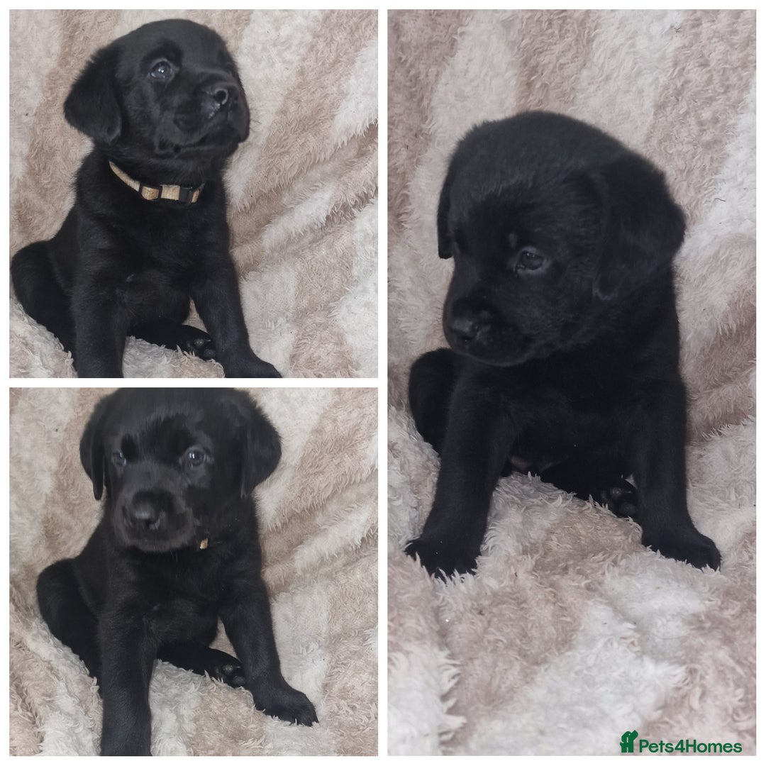 Mixed Breed dogs for sale: Rottador puppies for sale - Image 5