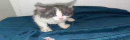 Mixed Breed cats for sale: Five beautiful kittens ready to go an amazing home - Advert 4