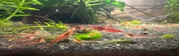 Shrimps fish for sale: Baby cherry Shrimp  - Advert 2