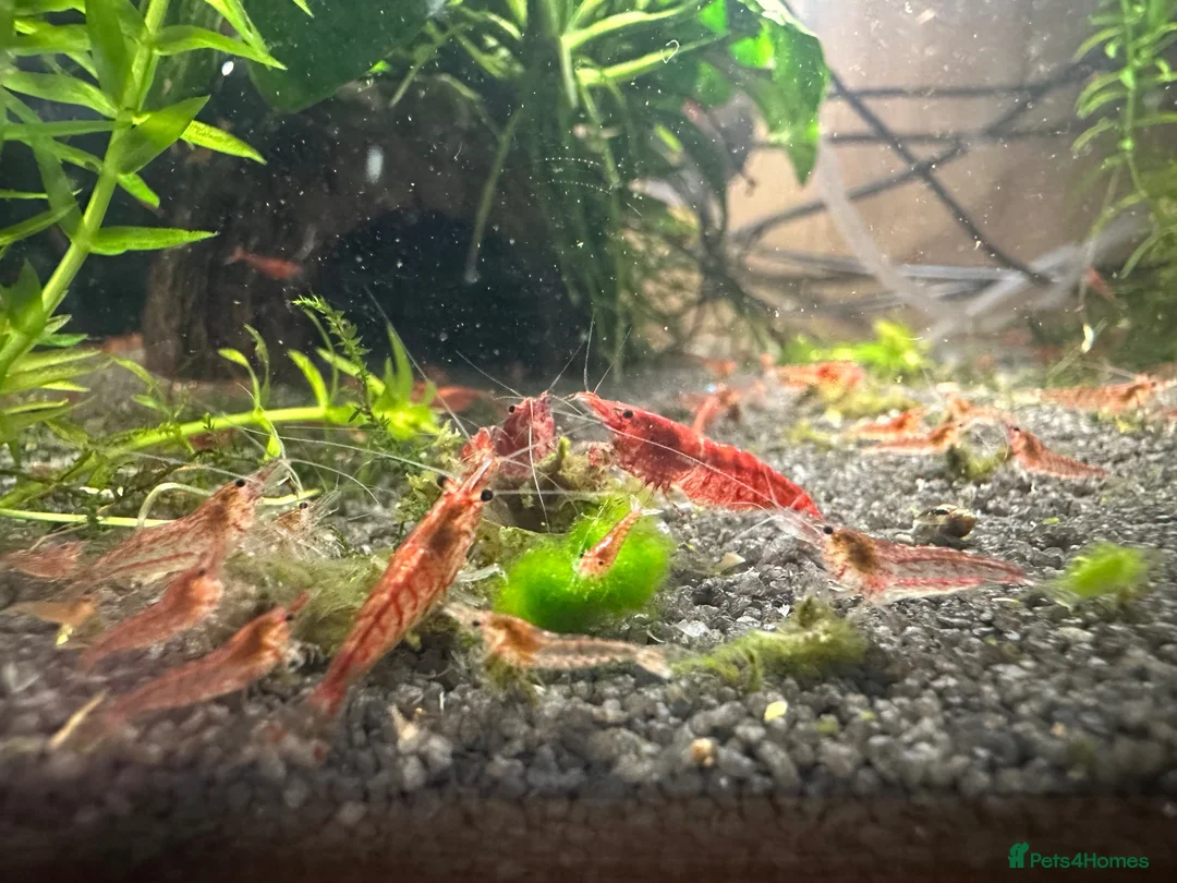 Shrimps fish for sale: Baby cherry Shrimp  - Advert 2