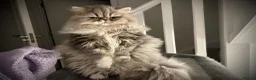 Persian cats for sale: Beautiful Silver Shaded Persian Female - Advert 2