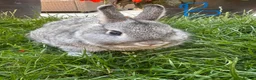 Netherland Dwarf rabbits for sale: Netherland Dwarf Rabbits For Sale - Advert 7