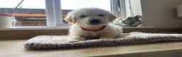 Golden Retriever dogs for sale: Gorgeous golden retriever pups - Advert 8