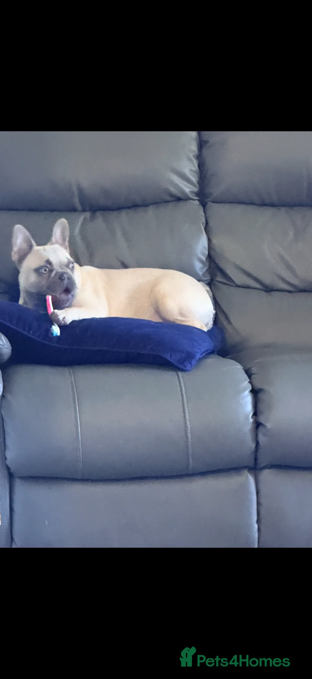 French Bulldog dogs for sale: 9 month old French bull dog  - Advert 2