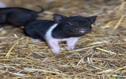 Pig livestock for sale: Stunning Mini Pigs - Image 10
