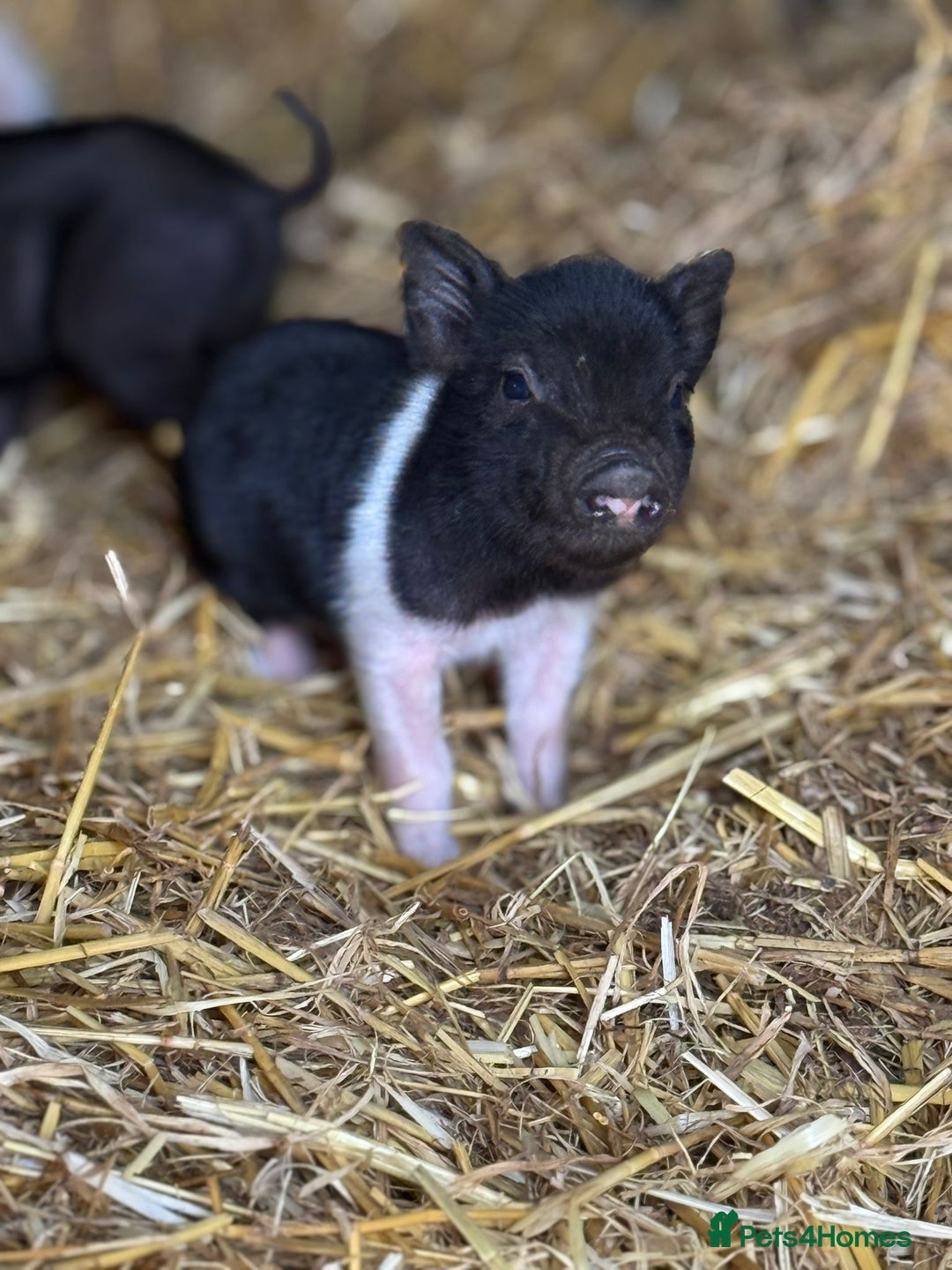 Pig livestock for sale: Stunning Mini Pigs - Image 10