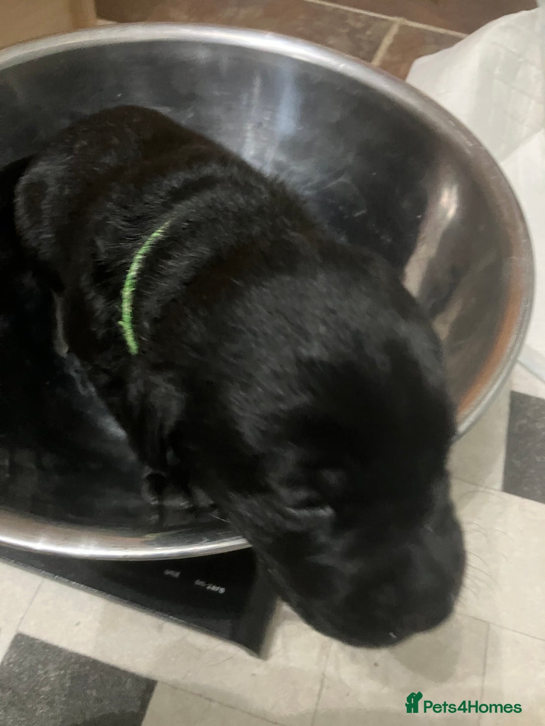 Labrador Retriever dogs for sale: Litter of 10 Beautiful black Puppies - Advert 19