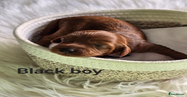 Cavapoo dogs - Advert 12