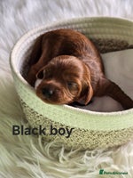 Cavapoo dogs - Advert 9