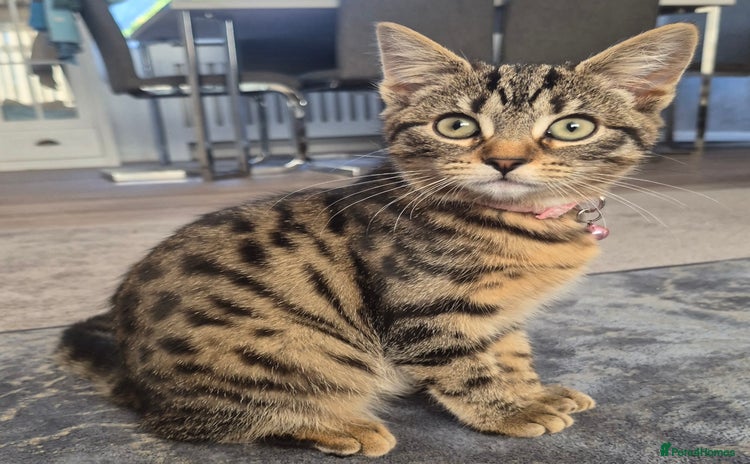 Bengal cats Domestic shorthaired x bengal kitten  - Advert 2