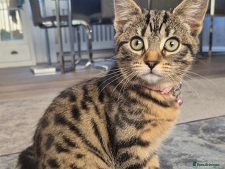 Bengal cats Domestic shorthaired x bengal kitten - Advert 2
