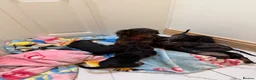 Miniature Dachshund dogs for sale: Miniature Dachshund  - Advert 18