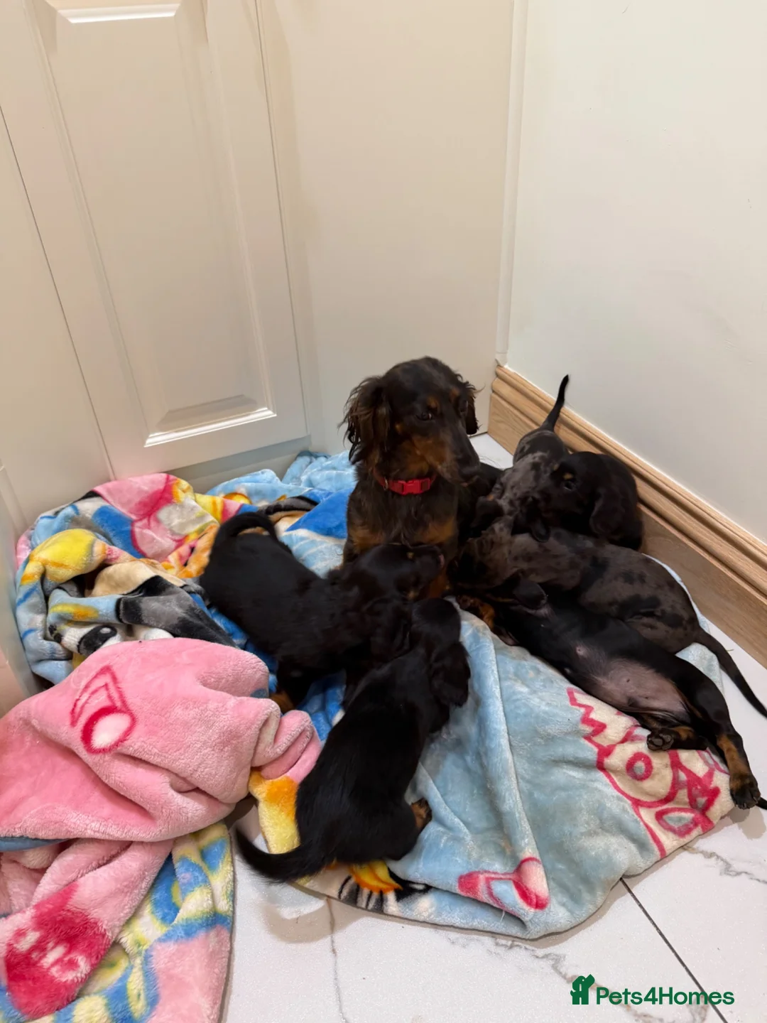 Miniature Dachshund dogs for sale: Miniature Dachshund  - Advert 18